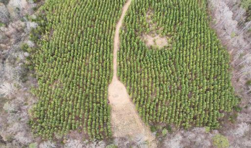 Photo #9 of Old Courthouse Road, Appomattox, VA 39.5 acres