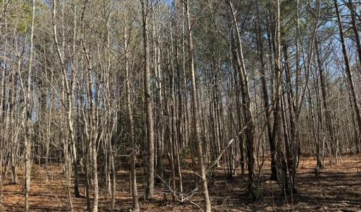 Photo #5 of Sturgeon Road, Dolphin, VA 11.5 acres