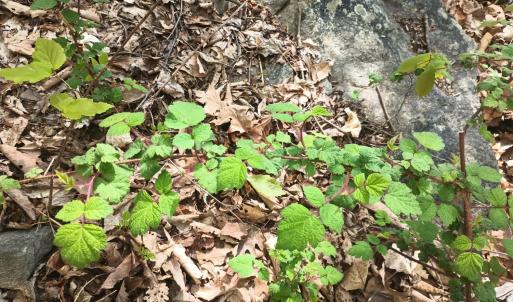 Photo #23 of Rockfish Heights, Nellysford, VA 4.7 acres