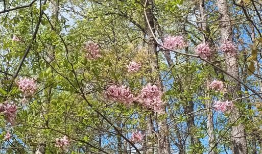 Photo #9 of Rockfish Heights, Nellysford, VA 4.7 acres