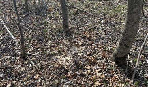 Photo #19 of Wagon Trail Rd, Monroe, VA 9.2 acres