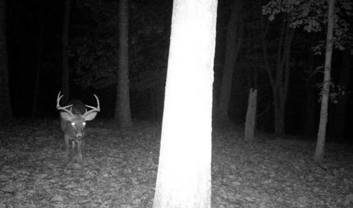 Photo #5 of Wagon Trail Rd, Monroe, VA 9.2 acres
