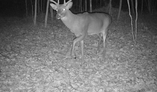 Photo #4 of Wagon Trail Rd, Monroe, VA 9.2 acres