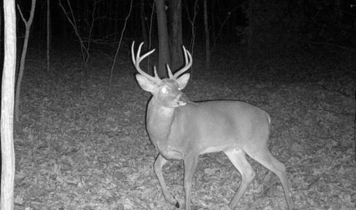 Photo #9 of Wagon Trail Rd, Monroe, VA 9.2 acres