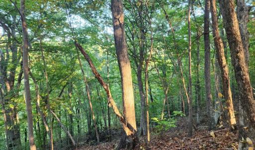 Photo #5 of River Bottom Lane, Concord, VA 97.3 acres