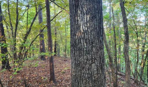 Photo #10 of River Bottom Lane, Concord, VA 97.3 acres