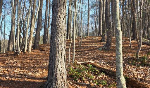 Photo #30 of River Bottom Lane, Concord, VA 97.3 acres