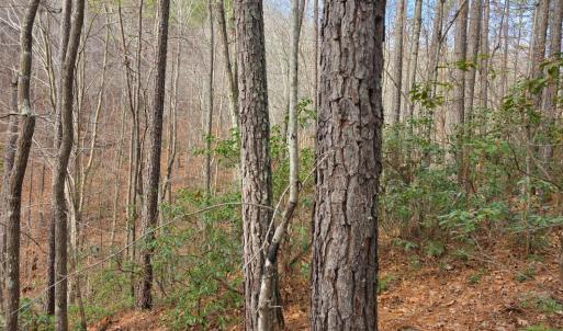 Photo #27 of River Bottom Lane, Concord, VA 97.3 acres