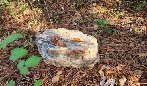 Photo #16 of River Bottom Lane, Concord, VA 97.3 acres