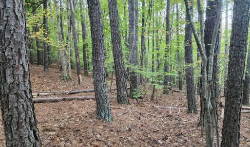 Photo #17 of River Bottom Lane, Concord, VA 97.3 acres