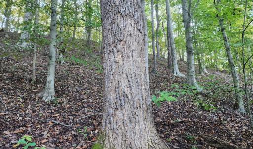 Photo #8 of River Bottom Lane, Concord, VA 97.3 acres