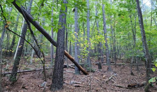 Photo #18 of River Bottom Lane, Concord, VA 97.3 acres
