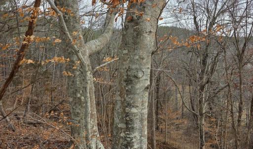 Photo #33 of River Bottom Lane, Concord, VA 97.3 acres
