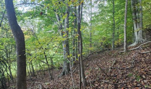 Photo #10 of River Bottom Lane, Concord, VA 97.3 acres