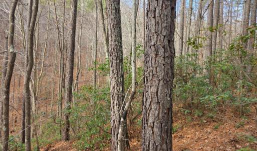 Photo #27 of River Bottom Lane, Concord, VA 97.3 acres
