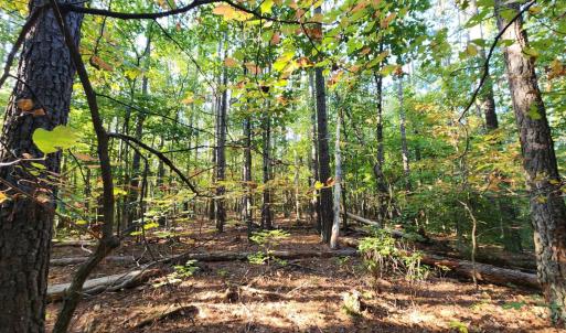 Photo #24 of River Bottom Lane, Concord, VA 97.3 acres