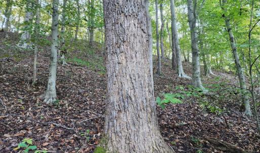 Photo #9 of River Bottom Lane, Concord, VA 97.3 acres