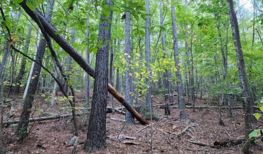 Photo #18 of River Bottom Lane, Concord, VA 97.3 acres