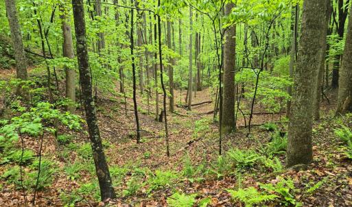 Photo #23 of TBD Audrey Lane, Montvale, VA 170.0 acres
