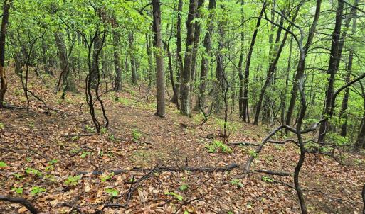 Photo #29 of TBD Audrey Lane, Montvale, VA 170.0 acres