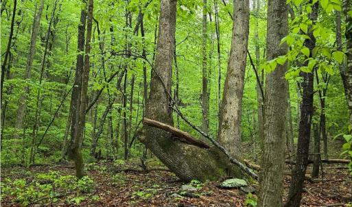 Photo #47 of TBD Audrey Lane, Montvale, VA 170.0 acres