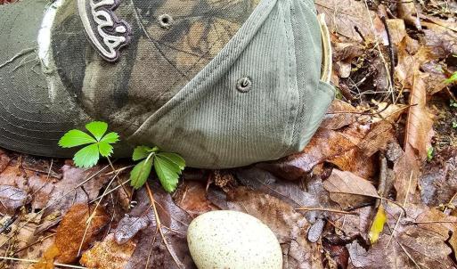Photo #45 of TBD Audrey Lane, Montvale, VA 170.0 acres