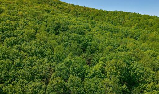 Photo #20 of TBD Audrey Lane, Montvale, VA 170.0 acres