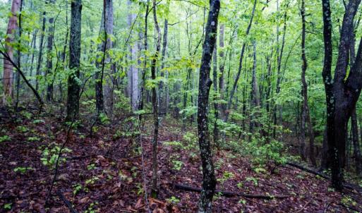 Photo #19 of TBD Audrey Lane, Montvale, VA 170.0 acres