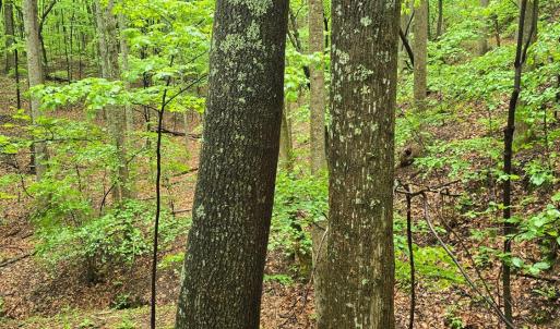 Photo #30 of TBD Audrey Lane, Montvale, VA 170.0 acres