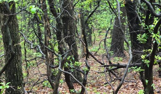 Photo #39 of TBD Audrey Lane, Montvale, VA 170.0 acres