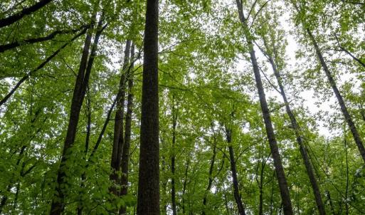 Photo #9 of TBD Audrey Lane, Montvale, VA 170.0 acres