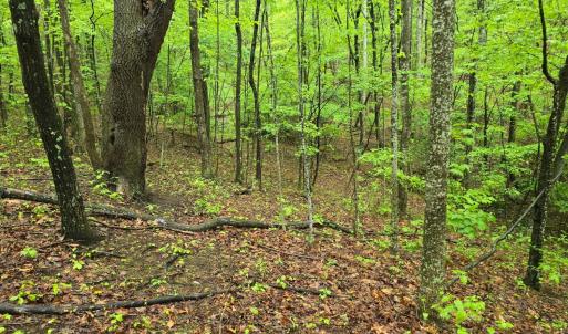 Photo #44 of TBD Audrey Lane, Montvale, VA 170.0 acres