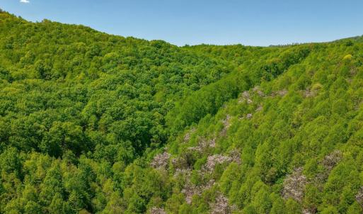 Photo #10 of TBD Audrey Lane, Montvale, VA 170.0 acres
