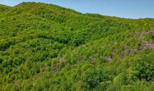 Photo #22 of TBD Audrey Lane, Montvale, VA 170.0 acres