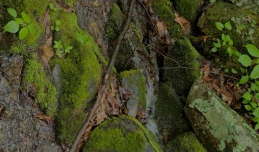 Photo #50 of TBD Audrey Lane, Montvale, VA 170.0 acres