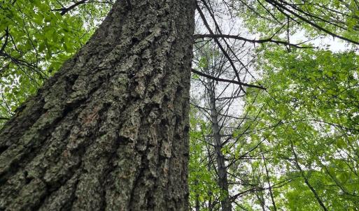 Photo #46 of TBD Audrey Lane, Montvale, VA 170.0 acres