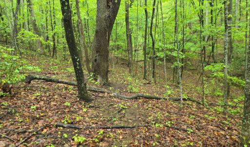 Photo #42 of TBD Audrey Lane, Montvale, VA 170.0 acres