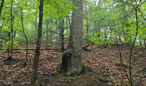 Photo #33 of TBD Audrey Lane, Montvale, VA 170.0 acres