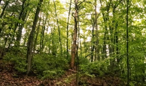 Photo #3 of TBD Audrey Lane, Montvale, VA 170.0 acres