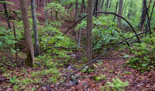 Photo #7 of TBD Audrey Lane, Montvale, VA 170.0 acres
