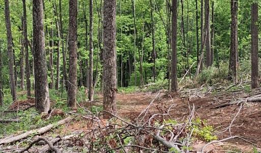 Photo #5 of Robinson Gap Road, Monroe, VA 102.1 acres