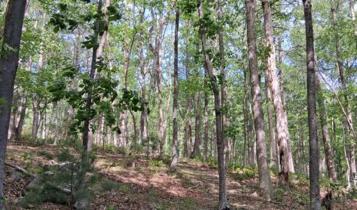 Photo #40 of Robinson Gap Road, Monroe, VA 102.1 acres