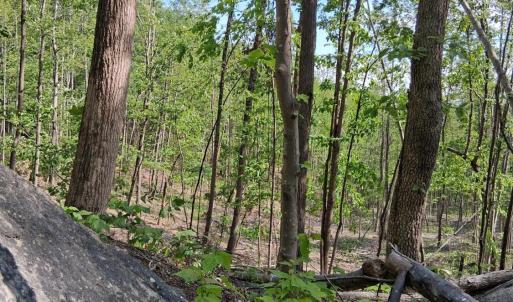 Photo #33 of Robinson Gap Road, Monroe, VA 102.1 acres