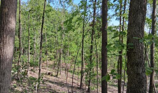 Photo #34 of Robinson Gap Road, Monroe, VA 102.1 acres