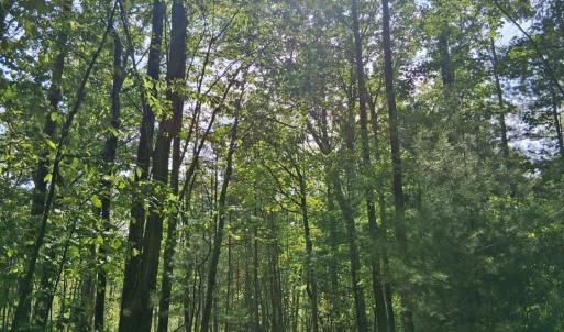 Photo #24 of Robinson Gap Road, Monroe, VA 102.1 acres