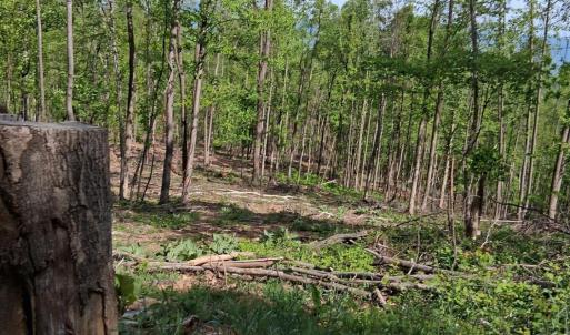 Photo #18 of Robinson Gap Road, Monroe, VA 102.1 acres