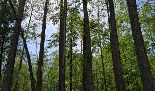 Photo #9 of Robinson Gap Road, Monroe, VA 102.1 acres