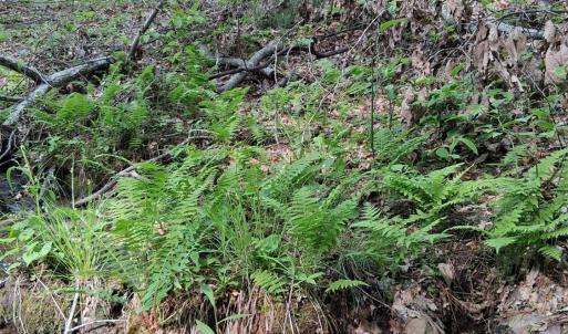 Photo #42 of Robinson Gap Road, Monroe, VA 102.1 acres