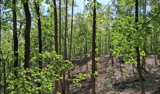Photo #36 of Robinson Gap Road, Monroe, VA 102.1 acres