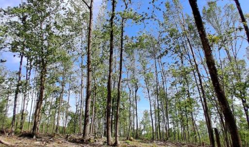 Photo #21 of Robinson Gap Road, Monroe, VA 102.1 acres